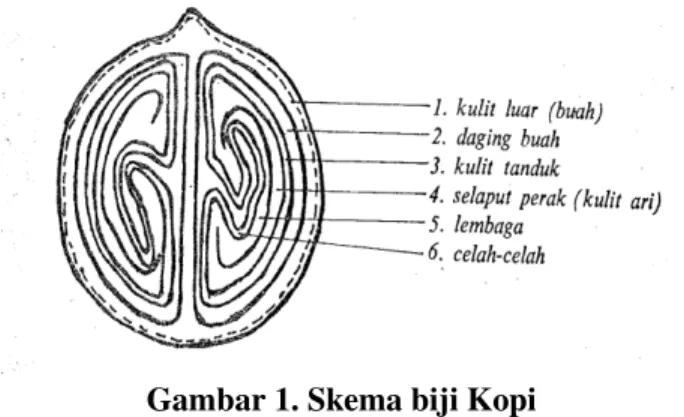 Gambar 1. Skema biji Kopi 