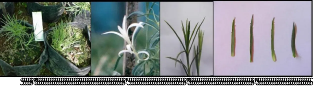 Gambar 2.  Mutasi  pada tanaman anyelir akibat iradiasi  sinar gamma:   tanaman menjadi kerdil  (a), pucuk albino (b),  tepi daun menjadi bergerigi (c dan d)  