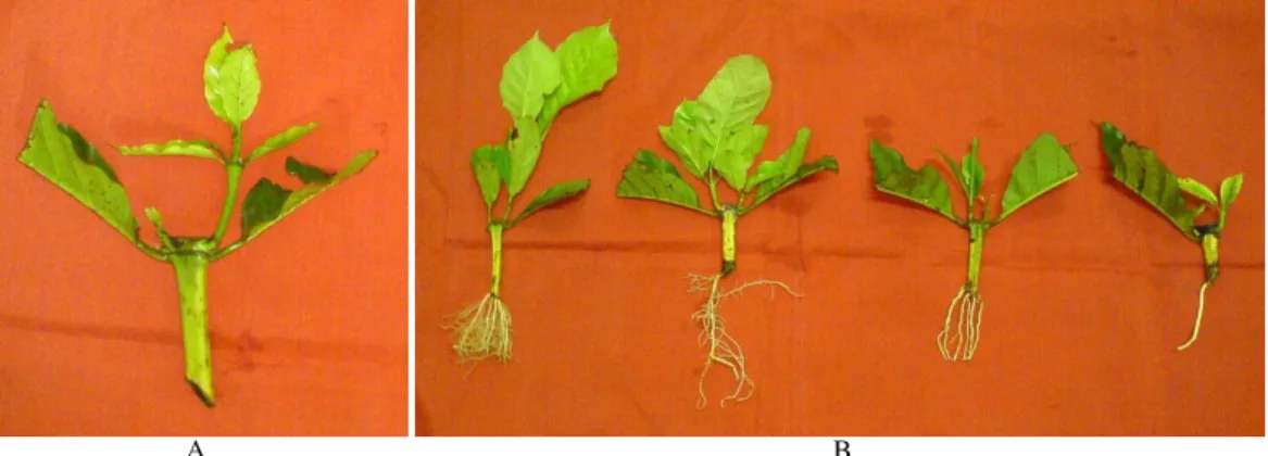 Table 6. Sprout  and root  growth characteristics of three-month old cuttings by separating first cluster at linkage distance of 4