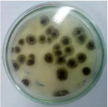 Gambar  1.  Biakan Aspergillus  niger pada media padat selama 3 hari Kurva  pertumbuhan Aspergillus  niger diperoleh  dengan  menanamkan  sel-selnya  ke dalam  media  cair