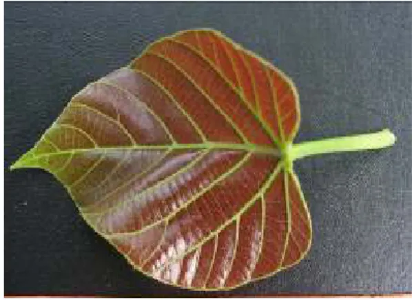 Gambar 1. Daun muda yang digunakan untuk sampel  Figure 1. Young leaf used for DNA extraction sample 