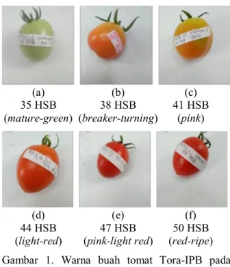 Tabel  1.  Komposisi  likopen  dan  β-karoten    pada  berbagai tingkat kematangan buah tomat  (Cantwell,2000)  Tingkat  kematangan  Likopen (µg/g)  β-Karoten (µg/g)  Mature-green     0.00  0.00  Breaker  0.52  0.40  Red-ripe  48.3  4.33 