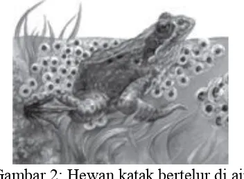 Gambar 2: Hewan katak bertelur di air