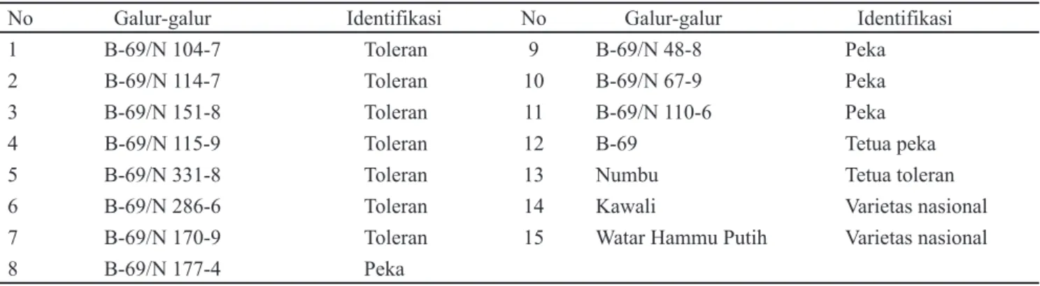Tabel 1. Daftar galur-galur inbrida (RIL F8) sorgum dan pembanding yang diuji