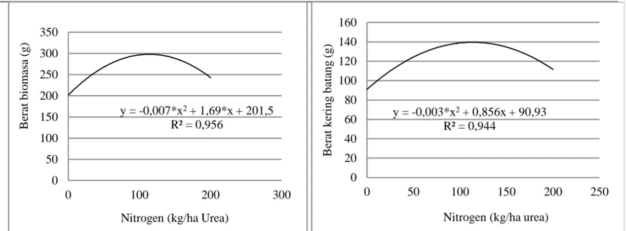 Gambar 3.1. Pengaruh nitrogen terhadap biomasa dan berat kering batang  sorgum manis 