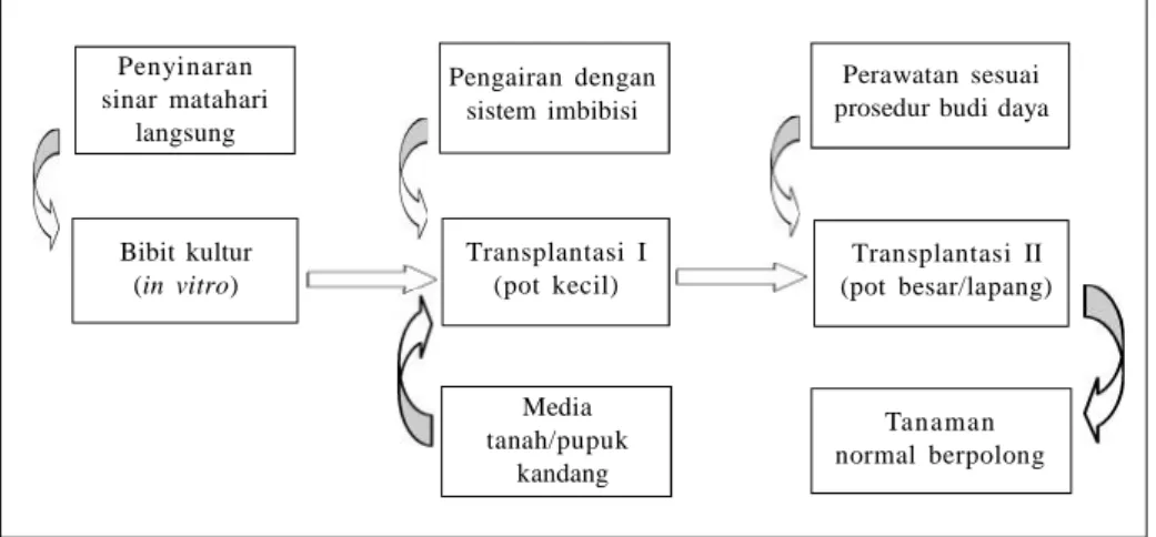 Gambar 2. Bagan protokol aklimatisasi kedelai (Slamet et al. 2005).Penyinaransinar  mataharilangsungPengairan  dengansistem  imbibisi Perawatan  sesuai prosedur  budi  daya