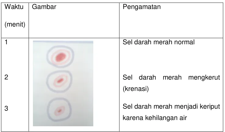 Gambar Pengamatan 