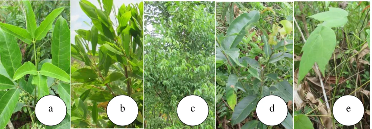 Gambar  6.    Jenis  Tumbuhan  yang  Diamati:  a)  Evodia  roxburghiana,  b)  Acacia  mangium,  c)  Eugenia pelyta, d) Ilex cymosa dan e) Macaranga triloba 