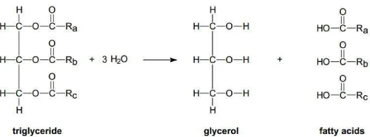 Gambar 2.2. Hidrolisis trigliserida membentuk gliserol dan asam lemak (fatty acid) (Shakhashiri, 2008)  