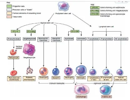 Gambar 2.1 proses proliferasi sel darah(Tortora G J,2009) 