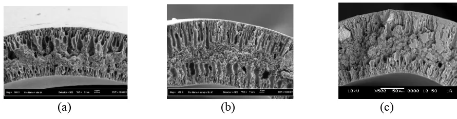 Fig.1. Partial cross-section of hollow fiber membranes (a) PVDF-16 (b) PVDF-19 (c) PVDF-22