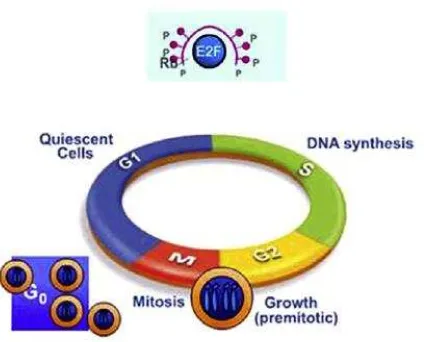 Gambar 2.5. Siklus sel normal: protein retinoblastoma (Rb) diaktivasi 