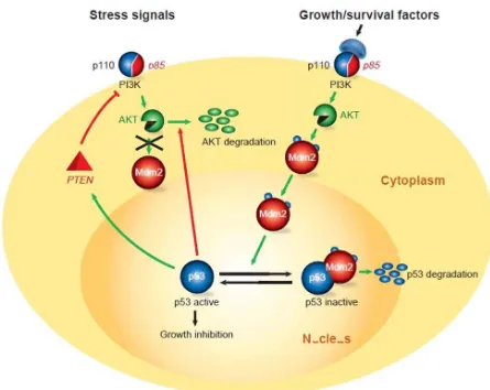 Gambar 2. Regulasi p53 oleh AKT pathway dalam kondisi survival dan sinyal stress. Regulasi negatif dari p53 oleh AKT diinduksi sebagai respon terhadap merah menunjukkan inhibisi