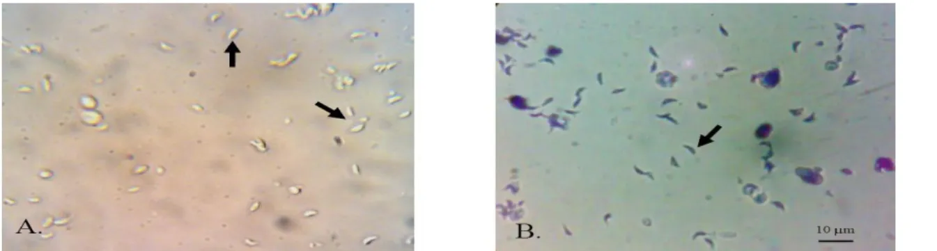 Gambar 1. Toxoplasma gondii stadium takizoit () tanpa pengecatan (A) dan dengan pengecatan Giemsa (B)