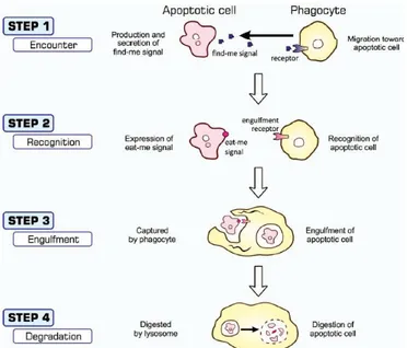 Gambar 3. Proses fagositosis oleh sel fagosit (Nainu et al., 2017) 
