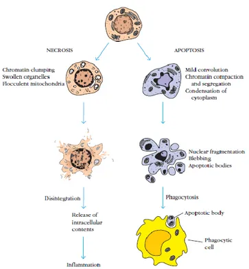 Gambar 4. Sel apoptosis dan nekrosis (Owen et al., 2013)