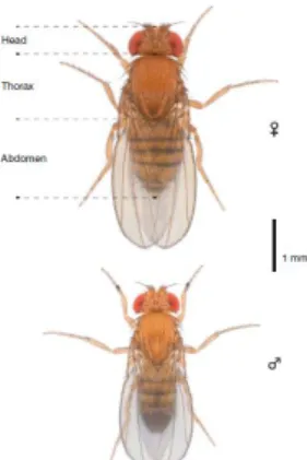 Gambar 5. Morfologi Drosophila melanogaster (Chyb and Gompel, 2013) 