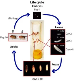 Gambar 6. Siklus hidup Drosophila melanogaster (Hales et al., 2015) 