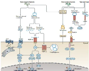 Gambar 7. Sistem imun D. melanogaster jalur Toll dan jalur Imd   (Sumber: Buchon et al., 2014) 
