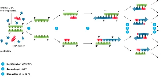 Gambar 8. Proses PCR (Sumber: https://microbiologyinfo.com/polymerase-chain- https://microbiologyinfo.com/polymerase-chain-reaction-pcr-principle-procedure-types-applications-and-animation/) 