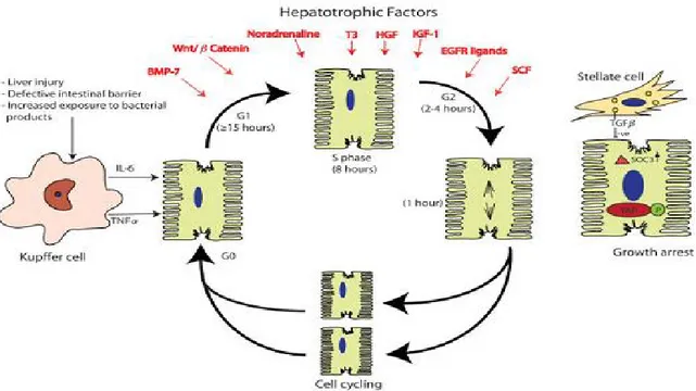 Gambar 3. Faktor Hepatotropik yang mempengaruhi Proliferasi Hepatosit (Sadri, 2015)