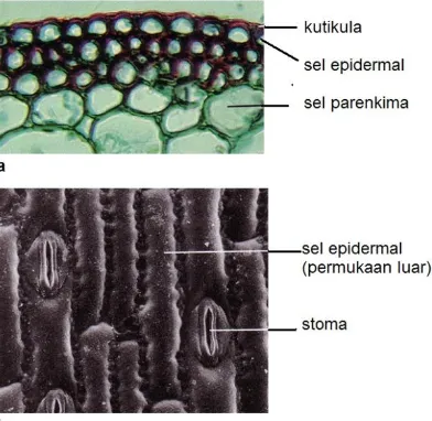 Gambar 2.7. (a) Penampang melintang batang jagung, menunjukkan bagian epidermis (b) Permukaan epidermis daun jagung 