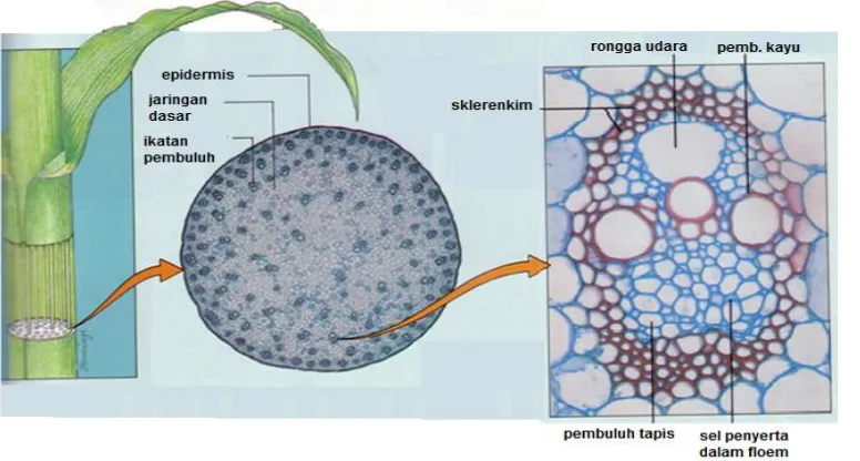 Gambar 2.9. Struktur batang jagung; tumbuhan monokotil 