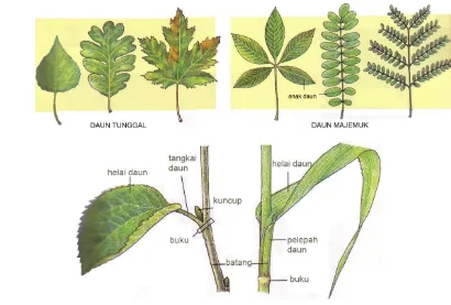 Gambar 2.13. Bentuk umum daun tumbuhan dikotil (kiri) dan daun tumbuhan monokotil (kanan)