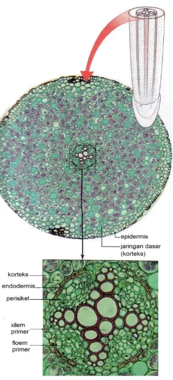 Gambar 2.20.  Plasmodesmata, suatu saluran yang melintasi dinding sel. 