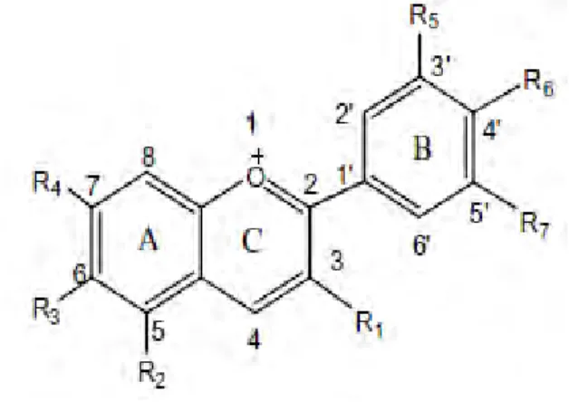 Gambar 2.5 Struktur Anthocyanins (Ovando, dkk., 2008)  Gambar 2.5 merupakan struktur antosianin secara umum