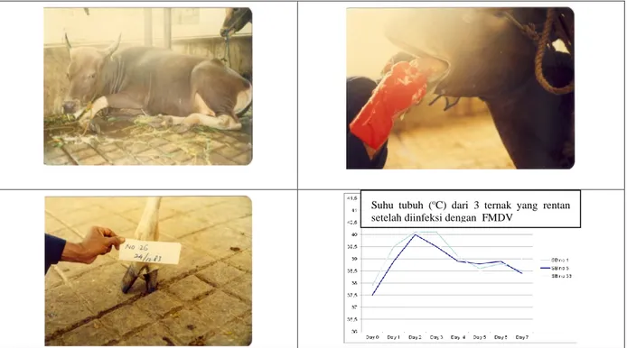 Gambar 1. Gejala klinis PMK pada sapi Bali yang diinfeksi dengan virus PMK Ojava83  Sumber: Foto dan data koleksi Dr