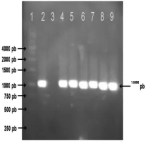 Gambar 1.   Fragmen  PCR.  Amplifikasi  menggunakan  primer  ARfor  and  ARrev.  garis  1:  ladder  marker  1  kb,  garis  2:  kontrol  (+),  garis  3  adalah  kontrol  (-),  dan  garis  4-9  merupakan sampel (1 kb) ikan arwana Papua