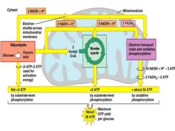 Gambar 4.1 Glikolisis 