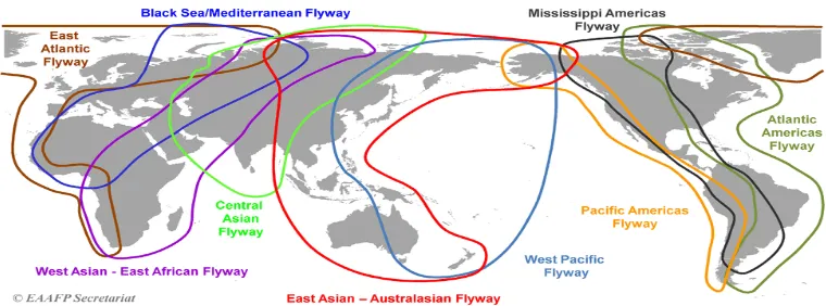 Gambar 2.8. Jalur Migrasi Burung Air Migran Seluruh Dunia  (Sumber : EAAF, 2010). 