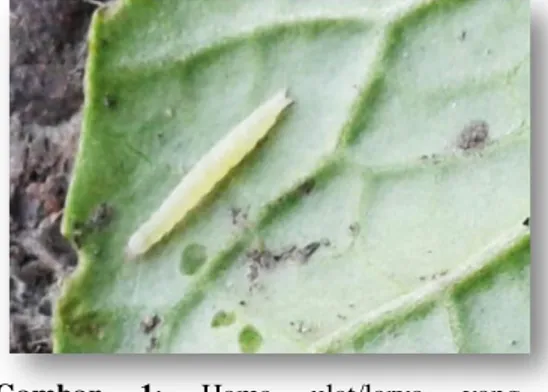 Gambar  1:  Hama  ulat/larva  yang  teridentifikasi  menginvasi  tanaman  sawi  hijau