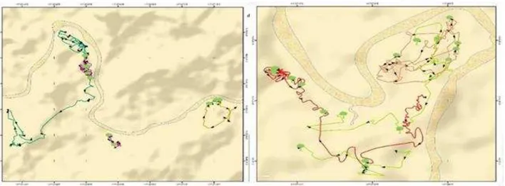 Gambar 2.  Peta daily range orangutan Mentoko (kiri) dan Prefab (kanan). 