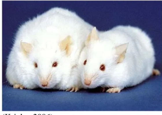 Gambar 2.3 Tikus Putih (Rattus norvegicus strain wistar)  