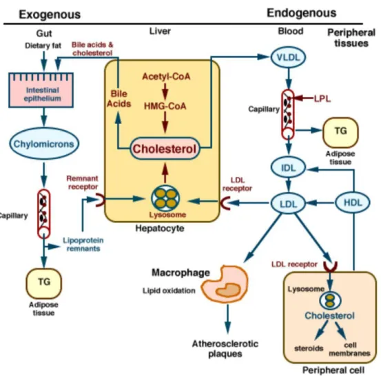 Gambar  2.1  Metabolisme  lipoprotein  Jalur  Endogen  dan  Eksogen  (Suyatna,2011). 