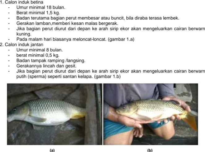 Gambar 1. a) Induk Betina Ikan Mas dan b) Induk Jantan Ikan Mas