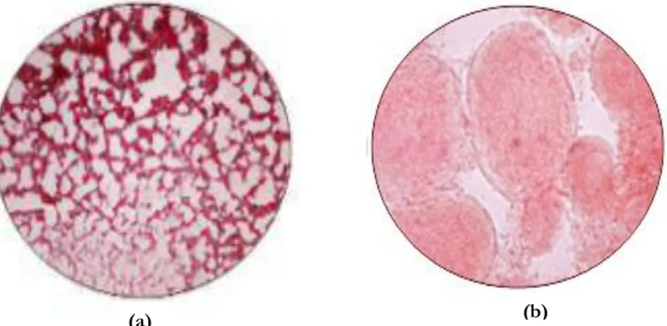Gambar 1. Penampakan gonad ikan nila diamati menggunakan mikroskop pembesaran   400 kali dengan pewarnaan asetokarmin; (a) kelamin jantan, (b) kelamin betina  Parameter penelitian 
