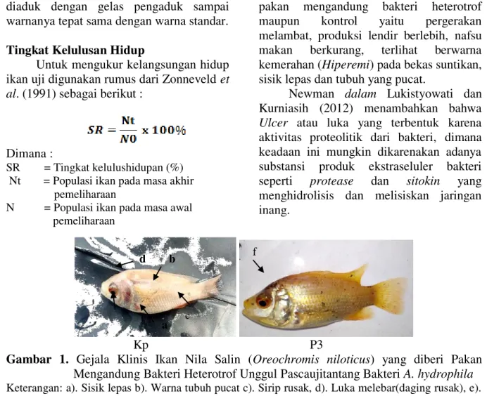 Gambar  1.  Gejala  Klinis  Ikan  Nila  Salin  (Oreochromis  niloticus)  yang  diberi  Pakan  Mengandung Bakteri Heterotrof Unggul Pascaujitantang Bakteri A