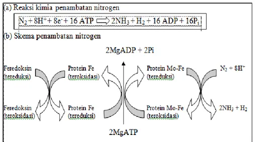 Gambar 11. Reaksi Kimia dan Skema Penambatan Nitrogen 