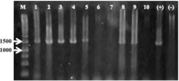 Tabel 2. Deteksi infeksi RTBV dan RTSV menggunakan PCR dan RT-PCR pada 10 spesies gulma.