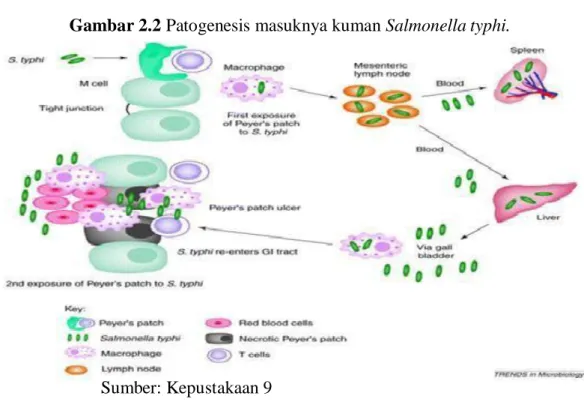 Gambar 2.2 Patogenesis masuknya kuman Salmonella typhi. 