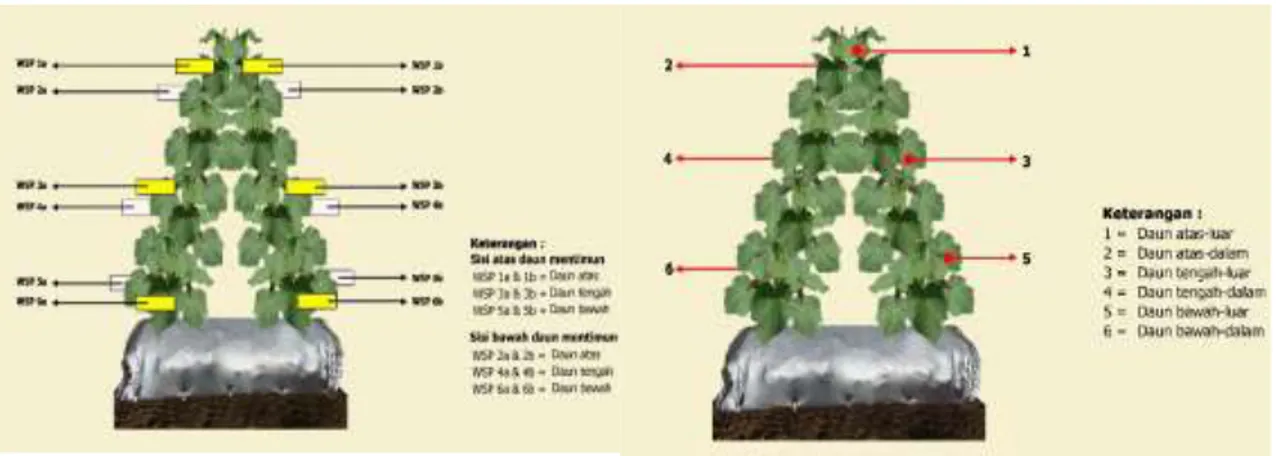 Gambar 2. Letak WSP pada tanaman mentimun (kiri) dan daun contoh untuk menaksir penyebaran  larutan semprot (kanan)