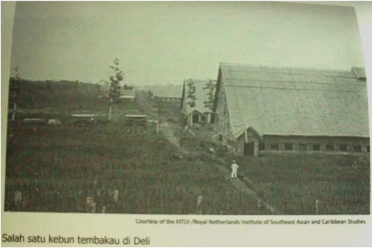 Gambar 2: Kebun Tembakau Deli 27