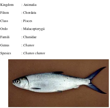 Gambar 5. Ikan Bandeng (Chanos chanos) (Susanto (2010)) 