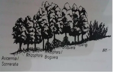 Gambar 2. Pola Zonasi Mangrove (Bengen, 2004) 