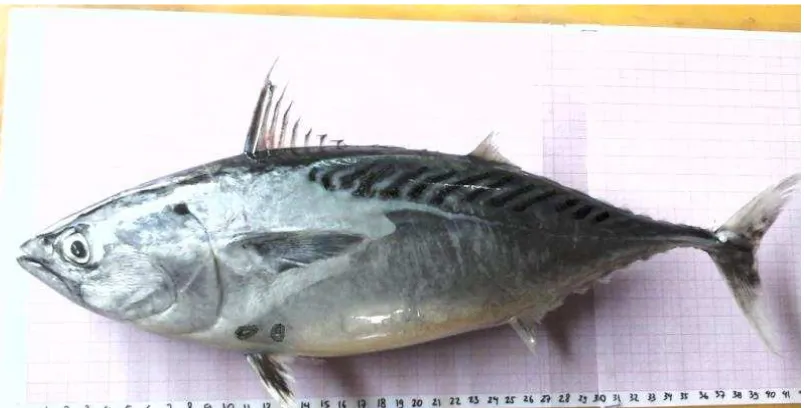 Gambar 2. Ikan Tongkol Komo (Euthynnus affinis) 