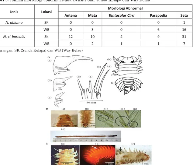 Tabel 3. Jumlah morfologi abnormal Namalycastis dari Sunda Kelapa dan Way Belau